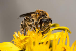 Andrena propinqua / Schwarzbeinige Krbchensandbiene / Andrenidae (Sandbienenartige) / Hautflgler - Hymenoptera