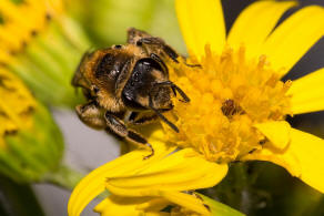 Andrena propinqua / Schwarzbeinige Krbchensandbiene / Andrenidae (Sandbienenartige) / Hautflgler - Hymenoptera