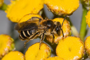 Andrena propinqua / Schwarzbeinige Krbchensandbiene / Andrenidae (Sandbienenartige) / Hautflgler - Hymenoptera