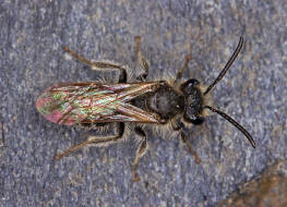 Andrena proxima / Frhe Doldensandbiene / Andreninae (Sandbienenartige) / Hautflgler - Hymenoptera