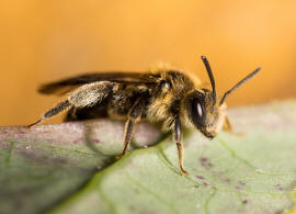 Andrena proxima / Frhe Doldensandbiene / Andreninae (Sandbienenartige) / Hautflgler - Hymenoptera