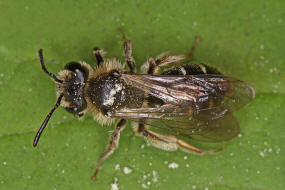 Andrena proxima / Frhe Doldensandbiene / Andreninae (Sandbienenartige) / Hautflgler - Hymenoptera