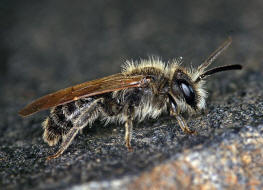 Andrena proxima / Frhe Doldensandbiene / Andreninae (Sandbienenartige) / Hautflgler - Hymenoptera