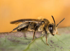 Andrena proxima / Frhe Doldensandbiene / Andreninae (Sandbienenartige) / Hautflgler - Hymenoptera