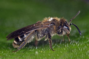 Andrena proxima / Frhe Doldensandbiene / Andreninae (Sandbienenartige) / Hautflgler - Hymenoptera