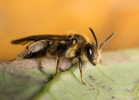 Andrena proxima / Frhe Doldensandbiene / Andreninae (Sandbienenartige) / Hautflgler - Hymenoptera