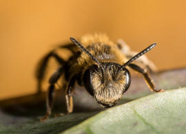 Andrena proxima / Frhe Doldensandbiene / Andreninae (Sandbienenartige) / Hautflgler - Hymenoptera