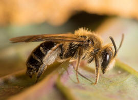 Andrena proxima / Frhe Doldensandbiene / Andreninae (Sandbienenartige) / Hautflgler - Hymenoptera