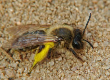 Andrena spec. / Sand-, Erdbienen / Andreninae (Sandbienenartige)