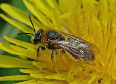 Andrena spec. / Sand-, Erdbienen / Andreninae (Sandbienenartige)