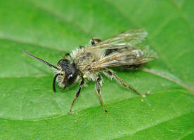 Andrena spec. / Sand-, Erdbienen / Andreninae (Sandbienenartige)