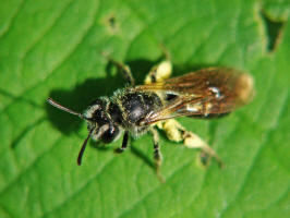 Andrena spec. / Sand-, Erdbienen / Andreninae (Sandbienenartige)