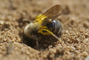 Andrena vaga / Große Weiden-Sandbiene / Beim graben ihrer Bruthöhle