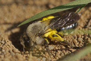 Andrena vaga / Große Weiden-Sandbiene / Beim graben ihrer Bruthöhle