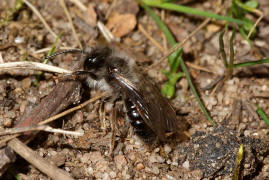 Andrena vaga / Große Weiden-Sandbiene / Andreninae (Sandbienenartige)