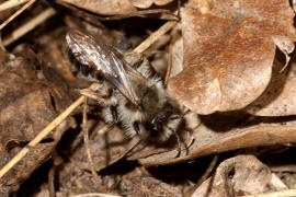Andrena vaga / Große Weiden-Sandbiene / Andreninae (Sandbienenartige)