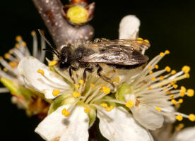 Andrena vaga / Groe Weiden-Sandbiene / Andrenidae - Sandbienenartige / Ordnung: Hautflgler - Hymenoptera