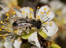 Andrena vaga / Groe Weiden-Sandbiene / Andrenidae - Sandbienenartige / Ordnung: Hautflgler - Hymenoptera