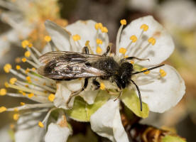 Andrena vaga / Groe Weiden-Sandbiene / Andrenidae - Sandbienenartige / Ordnung: Hautflgler - Hymenoptera