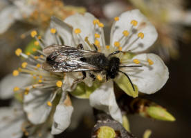 Andrena vaga / Groe Weiden-Sandbiene / Andrenidae - Sandbienenartige / Ordnung: Hautflgler - Hymenoptera