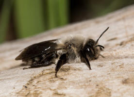 Andrena vaga / Groe Weiden-Sandbiene / Andrenidae - Sandbienenartige / Ordnung: Hautflgler - Hymenoptera