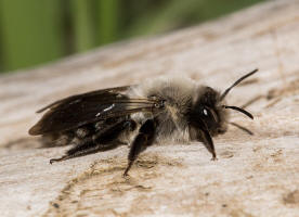 Andrena vaga / Groe Weiden-Sandbiene / Andrenidae - Sandbienenartige / Ordnung: Hautflgler - Hymenoptera