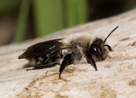 Andrena vaga / Groe Weiden-Sandbiene / Andrenidae - Sandbienenartige / Ordnung: Hautflgler - Hymenoptera