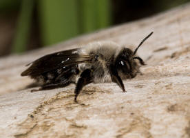 Andrena vaga / Groe Weiden-Sandbiene / Andrenidae - Sandbienenartige / Ordnung: Hautflgler - Hymenoptera