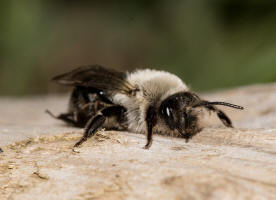 Andrena vaga / Groe Weiden-Sandbiene / Andrenidae - Sandbienenartige / Ordnung: Hautflgler - Hymenoptera