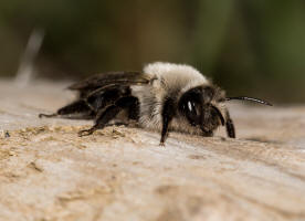 Andrena vaga / Groe Weiden-Sandbiene / Andrenidae - Sandbienenartige / Ordnung: Hautflgler - Hymenoptera