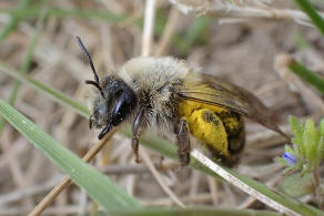 Andrena vaga / Groe Weiden-Sandbiene / Andrenidae - Sandbienenartige / Ordnung: Hautflgler - Hymenoptera