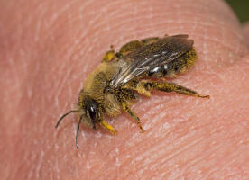 Andrena vaga / Groe Weiden-Sandbiene / Andrenidae - Sandbienenartige / Ordnung: Hautflgler - Hymenoptera