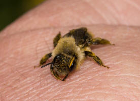 Andrena vaga / Große Weiden-Sandbiene / Andrenidae - Sandbienenartige / Ordnung: Hautflügler - Hymenoptera