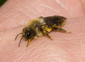 Andrena vaga / Groe Weiden-Sandbiene / Andrenidae - Sandbienenartige / Ordnung: Hautflgler - Hymenoptera