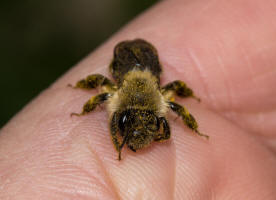 Andrena vaga / Groe Weiden-Sandbiene / Andrenidae - Sandbienenartige / Ordnung: Hautflgler - Hymenoptera