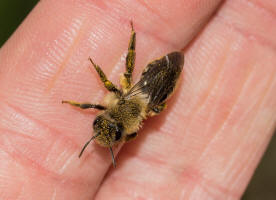 Andrena vaga / Groe Weiden-Sandbiene / Andrenidae - Sandbienenartige / Ordnung: Hautflgler - Hymenoptera