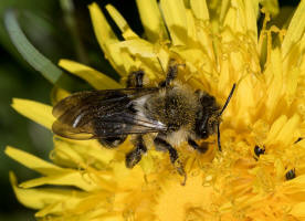 Andrena vaga / Groe Weiden-Sandbiene / Andrenidae - Sandbienenartige / Ordnung: Hautflgler - Hymenoptera