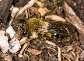 Andrena vaga / Groe Weiden-Sandbiene / Andrenidae - Sandbienenartige / Ordnung: Hautflgler - Hymenoptera