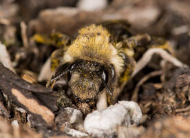 Andrena vaga / Groe Weiden-Sandbiene / Andrenidae - Sandbienenartige / Ordnung: Hautflgler - Hymenoptera