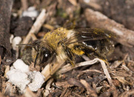 Andrena vaga / Groe Weiden-Sandbiene / Andrenidae - Sandbienenartige / Ordnung: Hautflgler - Hymenoptera