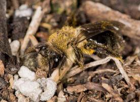 Andrena vaga / Groe Weiden-Sandbiene / Andrenidae - Sandbienenartige / Ordnung: Hautflgler - Hymenoptera