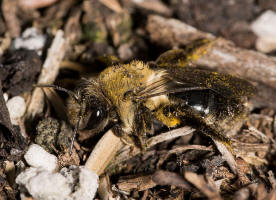 Andrena vaga / Groe Weiden-Sandbiene / Andrenidae - Sandbienenartige / Ordnung: Hautflgler - Hymenoptera