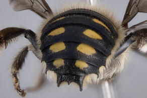 Anthidium septemspinosum / Siebendornige Wollbiene / "Blattschneiderbienenartige" - Megachilidae / Ordnung: Hautflgler - Hymenoptera