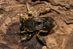 Anthidium manicatum / Garten-Wollbiene / "Blattschneiderbienenartige" - Megachilidae / Ordnung: Hautflgler - Hymenoptera