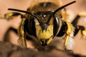 Anthidium manicatum / Garten-Wollbiene / "Blattschneiderbienenartige" - Megachilidae / Ordnung: Hautflgler - Hymenoptera