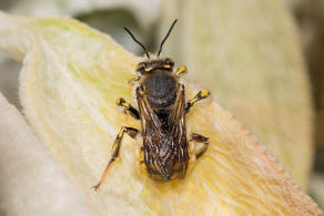 Anthidium manicatum / Garten-Wollbiene / "Blattschneiderbienenartige" - Megachilidae / Ordnung: Hautflgler - Hymenoptera