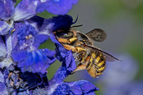 Anthidium manicatum / Garten-Wollbiene / "Blattschneiderbienenartige" - Megachilidae / Ordnung: Hautflgler - Hymenoptera