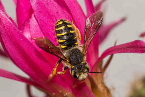 Anthidium oblongatum / Felsspalten-Wollbiene / "Blattschneiderbienenartige" - Megachilidae / Ordnung: Hautflgler - Hymenoptera