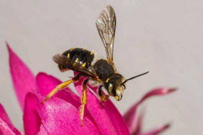 Anthidium oblongatum / Felsspalten-Wollbiene / "Blattschneiderbienenartige" - Megachilidae / Ordnung: Hautflgler - Hymenoptera