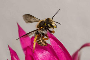 Anthidium oblongatum / Felsspalten-Wollbiene / "Blattschneiderbienenartige" - Megachilidae / Ordnung: Hautflgler - Hymenoptera